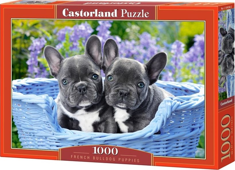 Castorland Puzzle 1000 elementow - Szczeniaczki buldoga francuskiego GXP-660916 (5904438104246) puzle, puzzle