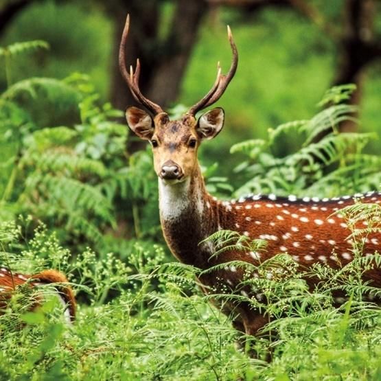 Museums & Galleries Karnet kwadrat z koperta A Chital Deer 336322 (5015278361109)