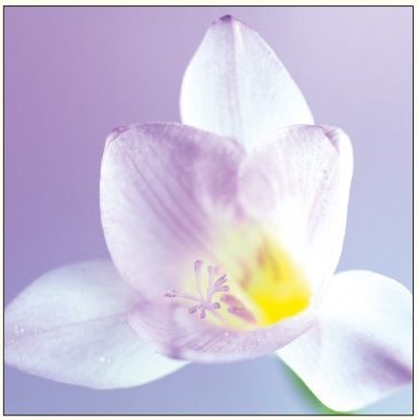 DA VINCI Karnet Kwiat Bialy DaVinci 16x16 cm+ koperta ( B2W 202 002) GIFT0863 (8022315083471)