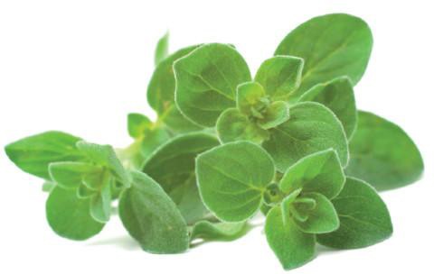 Click And Grow Click and Grow refill oregano 3-pack