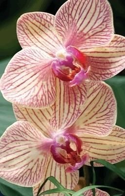 Worth Keeping Mini kartka 3D Orchidea 293211 (5710431007114)