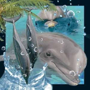 Worth-Keeping Magnes na lodAlwkA Trademark  3D Delfin WIKR-1000419 (5710431010176)