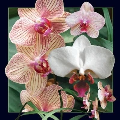 Worth Keeping Pocztowka 3D Orchidea 293234 (5710431006117)