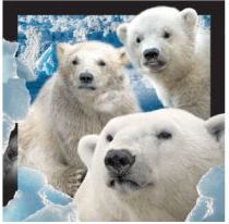 Worth-Keeping Magnes na lodAlwkA Trademark  3D NiedLswiedzie polarne WIKR-1000429 (5710431010114)