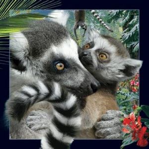 Worth-Keeping Pocztowka 3D Lemur (180133) 180133 (5710431000719)