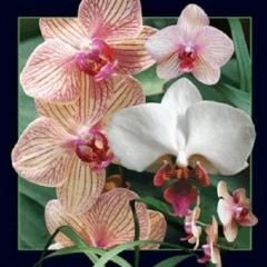 Worth Keeping Magnes 3D Orchidea 293205 (5710431016116)