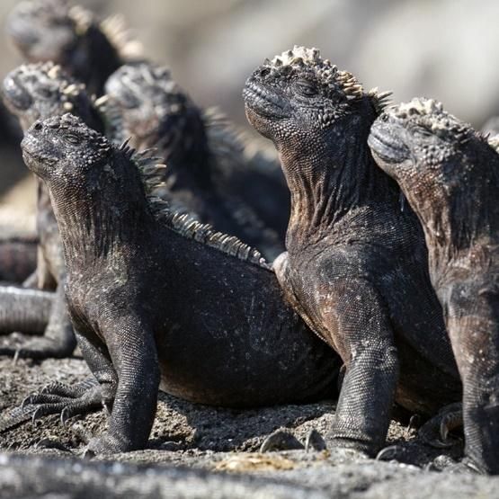 Museums & Galleries Karnet kwadrat z koperta Marine Iguanas 336325 (5015278361130)