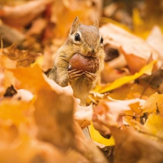 Museums & Galleries Karnet kwadrat z koperta Chipmunk with an acorn 336324 (5015278361123)