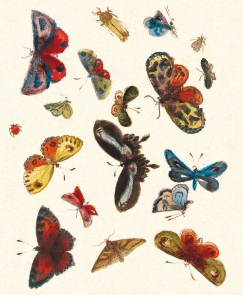 Museums & Galleries Karnet 17x14 Butterfly design z koperta GIFT1324 (5015278350141)