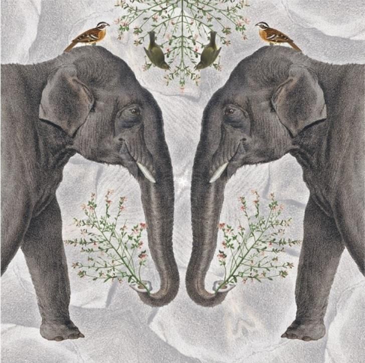 Museums & Galleries Karnet kwadrat z koperta Indian Elephant 291558