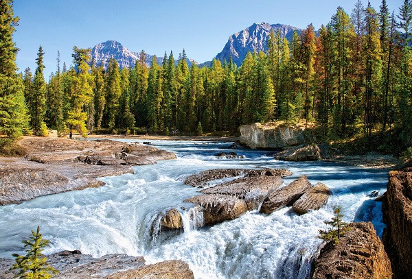 Castor Puzzle 1500 pieces Athabasca River, Jasper National Park, Canada puzle, puzzle