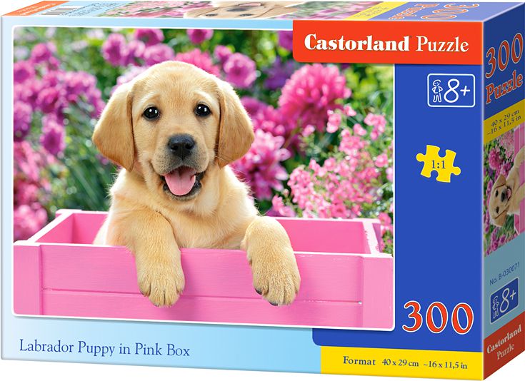 Castorland Puzzle Labrador w Pudelku 300 elementow (030071) 030071 (5904438030071) puzle, puzzle