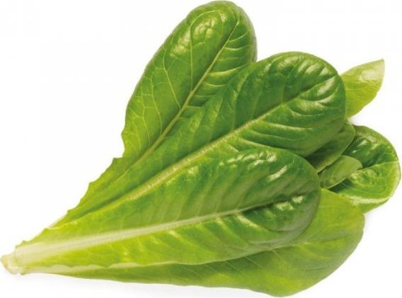 Plant Pods Romaine Lettuce 3-Pack