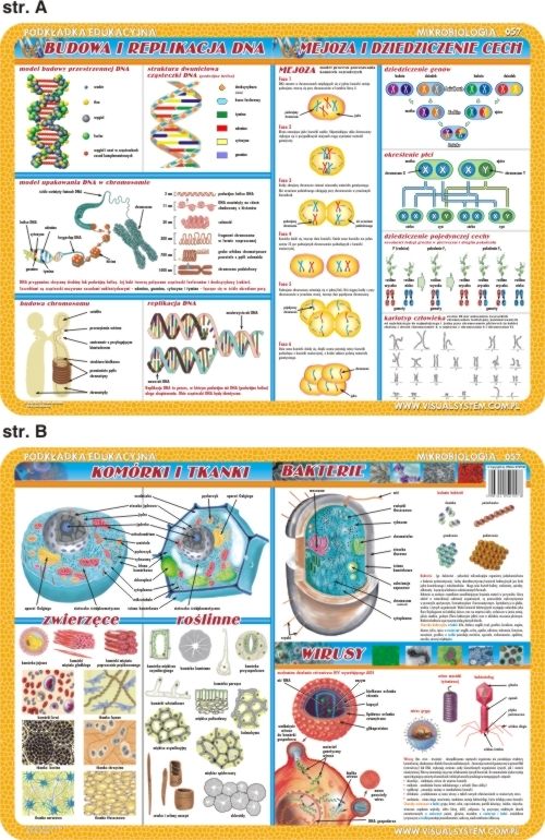 Podkladka edukacyjna. Komorki i tkanki, bakterie i wirusy, DNA VISU0035 (5903111525576) galda spēle