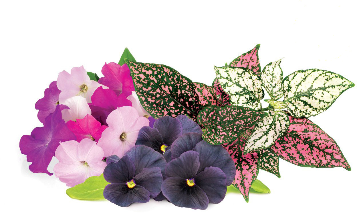 Click & Grow Plant Pod Vibrant Flower Mix 9pcs 4742793002439 PPMVFX9 (4742793002439) Vannas istabas piederumi
