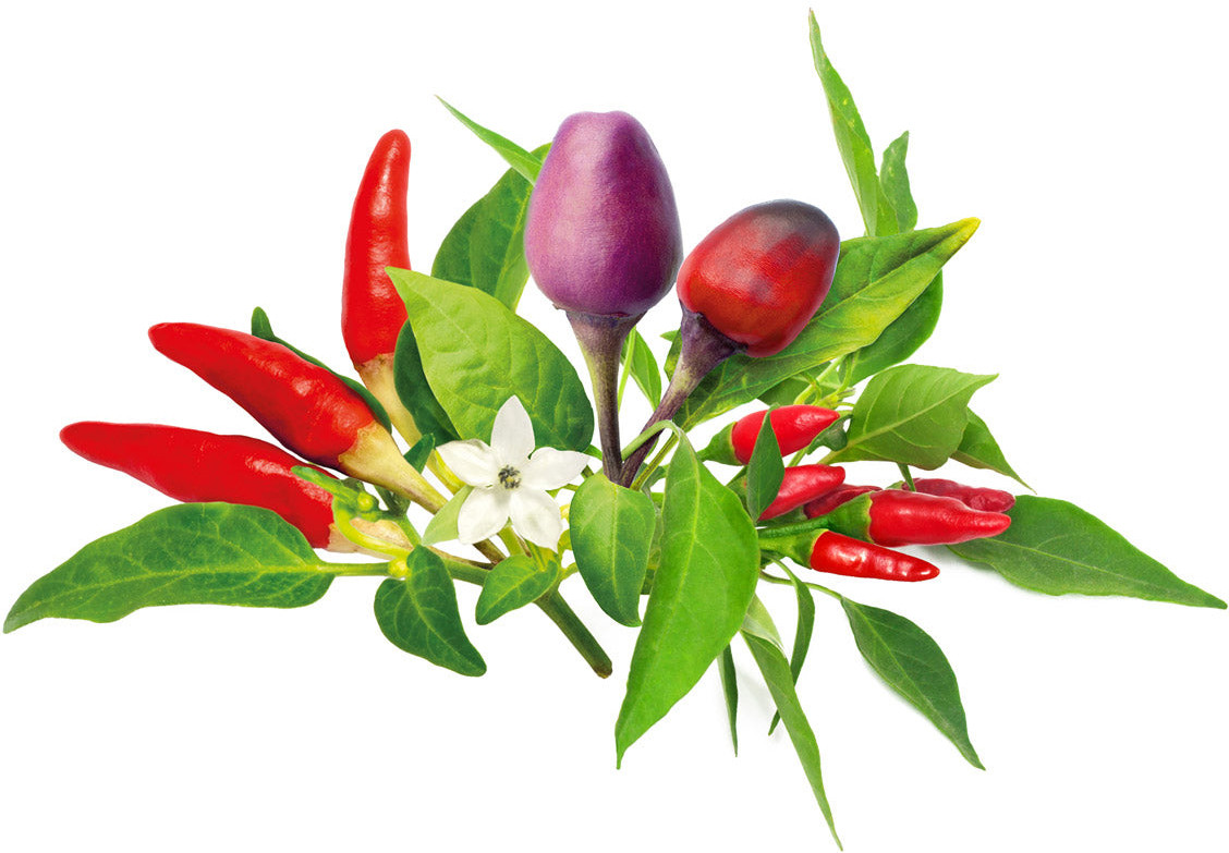 Click & Grow Plant Pod Chili Pepper Mix 9pcs 4742793002521 Vannas istabas piederumi