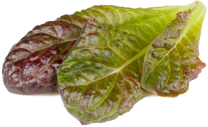 Click & Grow Smart Refill Red romaine lettuce 3pcs 4742793003672 SGR94X3 (4742793003672) Vannas istabas piederumi