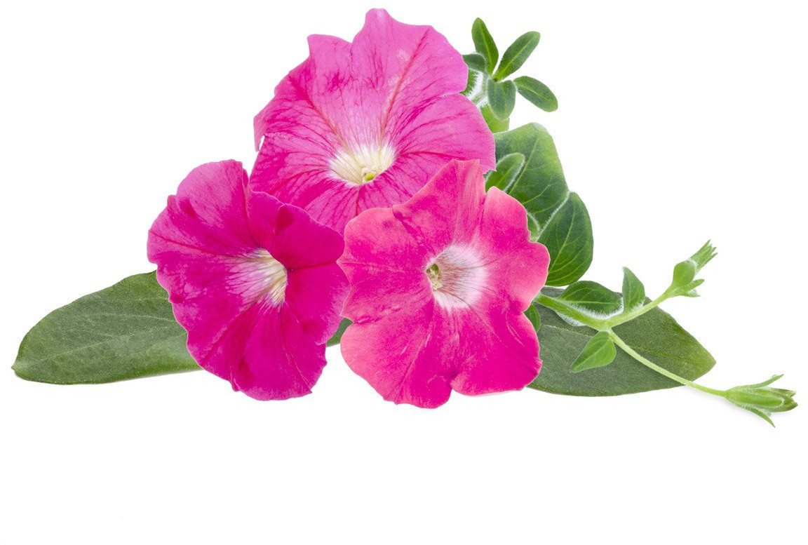 Click & Grow Smart Garden refill Pink Petunia 3pcs 4742793001531 Vannas istabas piederumi