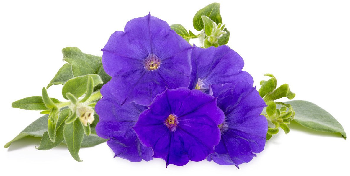 Click & Grow Smart Garden refill Blue Petunia 3pcs 4742793001524 SGR72X3 (4742793001524) Vannas istabas piederumi