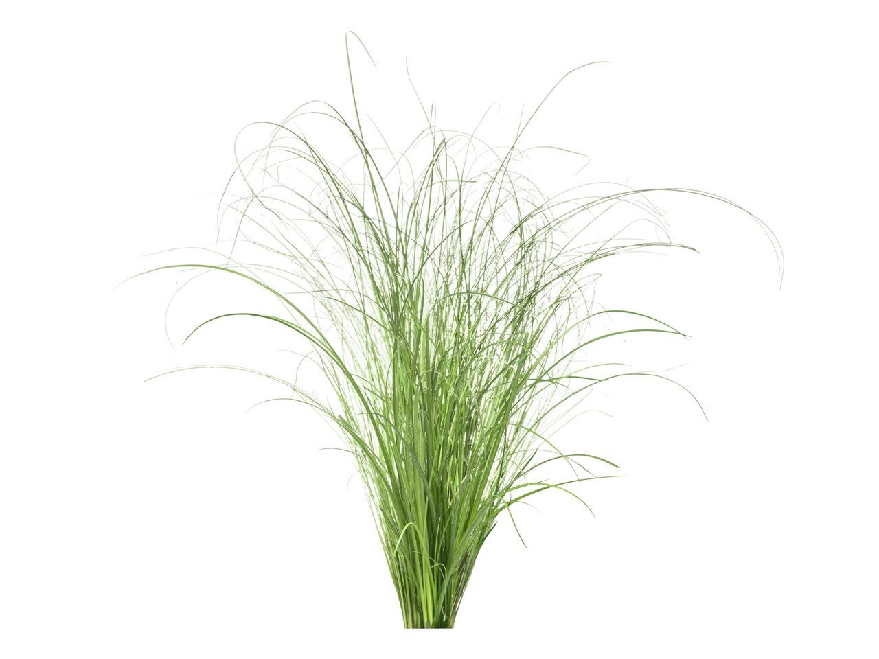 Click & Grow Smart Refill Ornamental Grass 3pcs 4742793002743 Virtuves piederumi